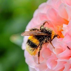 🐝 Meet your posher, Sandy